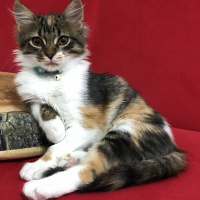 Tekir Kedi, Kedi  ceday fotoğrafı