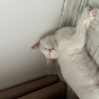 British Shorthair, Kedi  Pamuk fotoğrafı