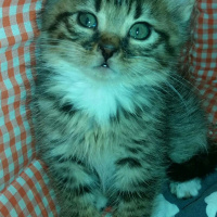 Sibirya Kedisi, Kedi  Mimi fotoğrafı