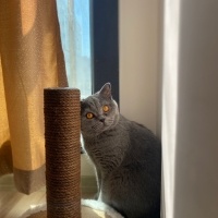 British Shorthair, Kedi  LEGOLAS fotoğrafı