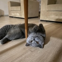 British Shorthair, Kedi  LEGOLAS fotoğrafı