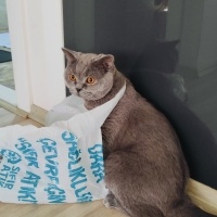 British Shorthair, Kedi  LEGOLAS fotoğrafı