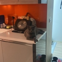 British Shorthair, Kedi  LEGOLAS fotoğrafı