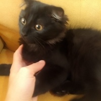 British Shorthair, Kedi  Mars fotoğrafı
