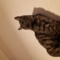 Tekir Kedi, Kedi  Lemi fotoğrafı