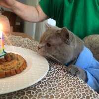 British Shorthair, Kedi  Thor fotoğrafı