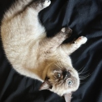 British Shorthair, Kedi  Mısha fotoğrafı