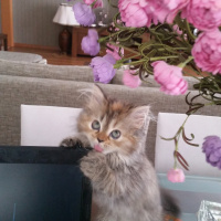Chinchilla, Kedi  FISTIK fotoğrafı