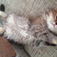 Chinchilla, Kedi  FISTIK fotoğrafı