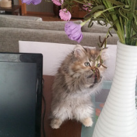 Chinchilla, Kedi  FISTIK fotoğrafı
