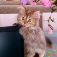 Chinchilla, Kedi  FISTIK fotoğrafı