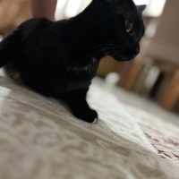 Tekir Kedi, Kedi  karamela fotoğrafı
