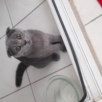 Scottish Fold, Kedi  Popcorn fotoğrafı
