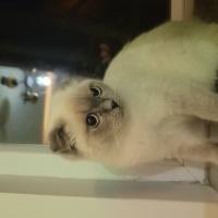 Siyam Kedisi, Kedi  Şila fotoğrafı
