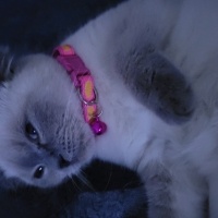 Siyam Kedisi, Kedi  Şila fotoğrafı