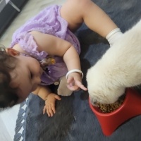 Siyam Kedisi, Kedi  Şila fotoğrafı
