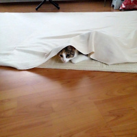 Tekir Kedi, Kedi  Mişha fotoğrafı
