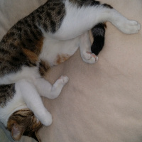 Tekir Kedi, Kedi  Mişha fotoğrafı