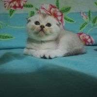 British Shorthair, Kedi  Scotic fotoğrafı