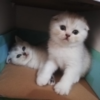 British Shorthair, Kedi  Scotic fotoğrafı
