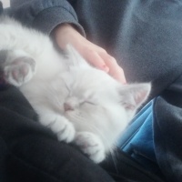 British Shorthair, Kedi  Lokum fotoğrafı