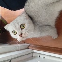 Scottish Fold, Kedi  Behlül fotoğrafı