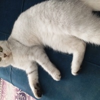 Scottish Fold, Kedi  Behlül fotoğrafı