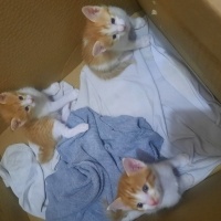 Tekir Kedi, Kedi  Yavru kedi fotoğrafı