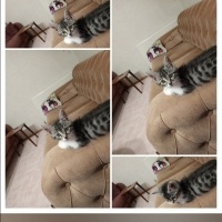 Tekir Kedi, Kedi  Duman fotoğrafı