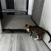 Tekir Kedi, Kedi  Kedi fotoğrafı