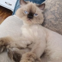 British Shorthair, Kedi  Prenses fotoğrafı