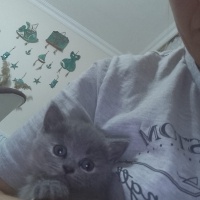 Scottish Fold, Kedi  Gofret hanim fotoğrafı