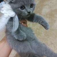 Scottish Fold, Kedi  Gofret hanim fotoğrafı