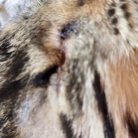 Tekir Kedi, Kedi  körgöz fotoğrafı