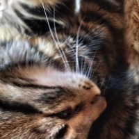 Tekir Kedi, Kedi  körgöz fotoğrafı