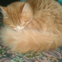 İran Kedisi (Persian), Kedi  Sarı fotoğrafı