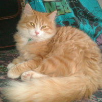 İran Kedisi (Persian), Kedi  Sarı fotoğrafı