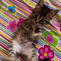 Tekir Kedi, Kedi  Boncuk fotoğrafı