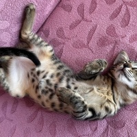 Tekir Kedi, Kedi  Boncuk fotoğrafı