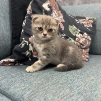 Scottish Fold, Kedi  İsimsiz fotoğrafı