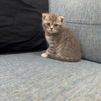 Scottish Fold, Kedi  İsimsiz fotoğrafı
