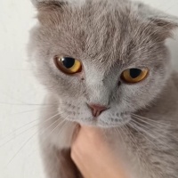 Scottish Fold, Kedi  Safiye fotoğrafı