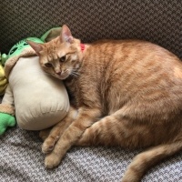 Sarman, Kedi  Şans fotoğrafı
