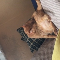 Sarman, Kedi  Şans fotoğrafı