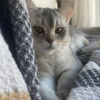 British Shorthair, Kedi  uzay fotoğrafı