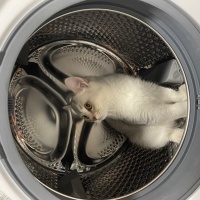 British Shorthair, Kedi  uzay fotoğrafı