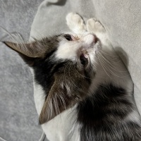 Tekir Kedi, Kedi  Sabun fotoğrafı