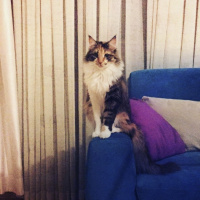 Maine Coon, Kedi  Mia fotoğrafı