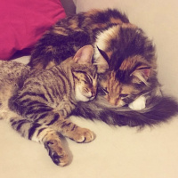 Maine Coon, Kedi  Mia fotoğrafı