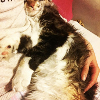 Maine Coon, Kedi  Mia fotoğrafı